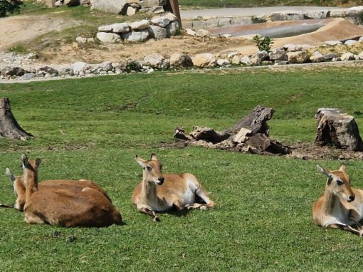 Zoo Safari Park